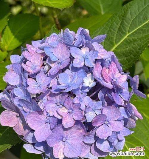 夏日的花语是什么?叶子的花有什么特别含义?