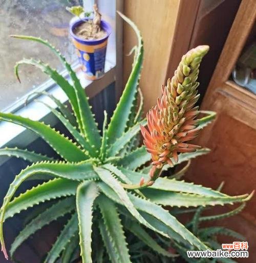 夏日的花语是什么?叶子的花有什么特别含义?