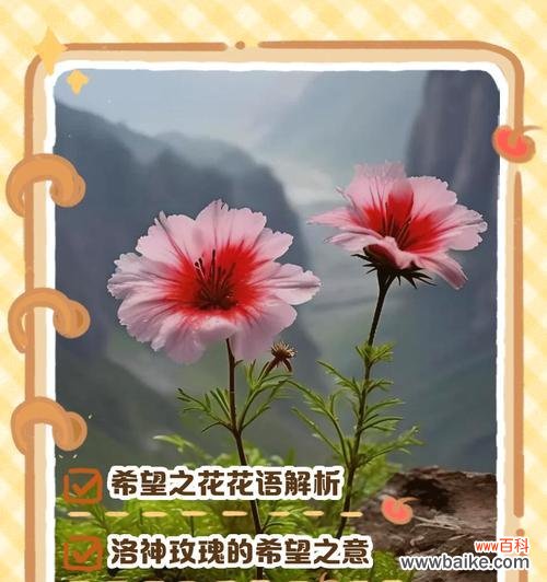 坚强玫瑰的花语有何深层含义?