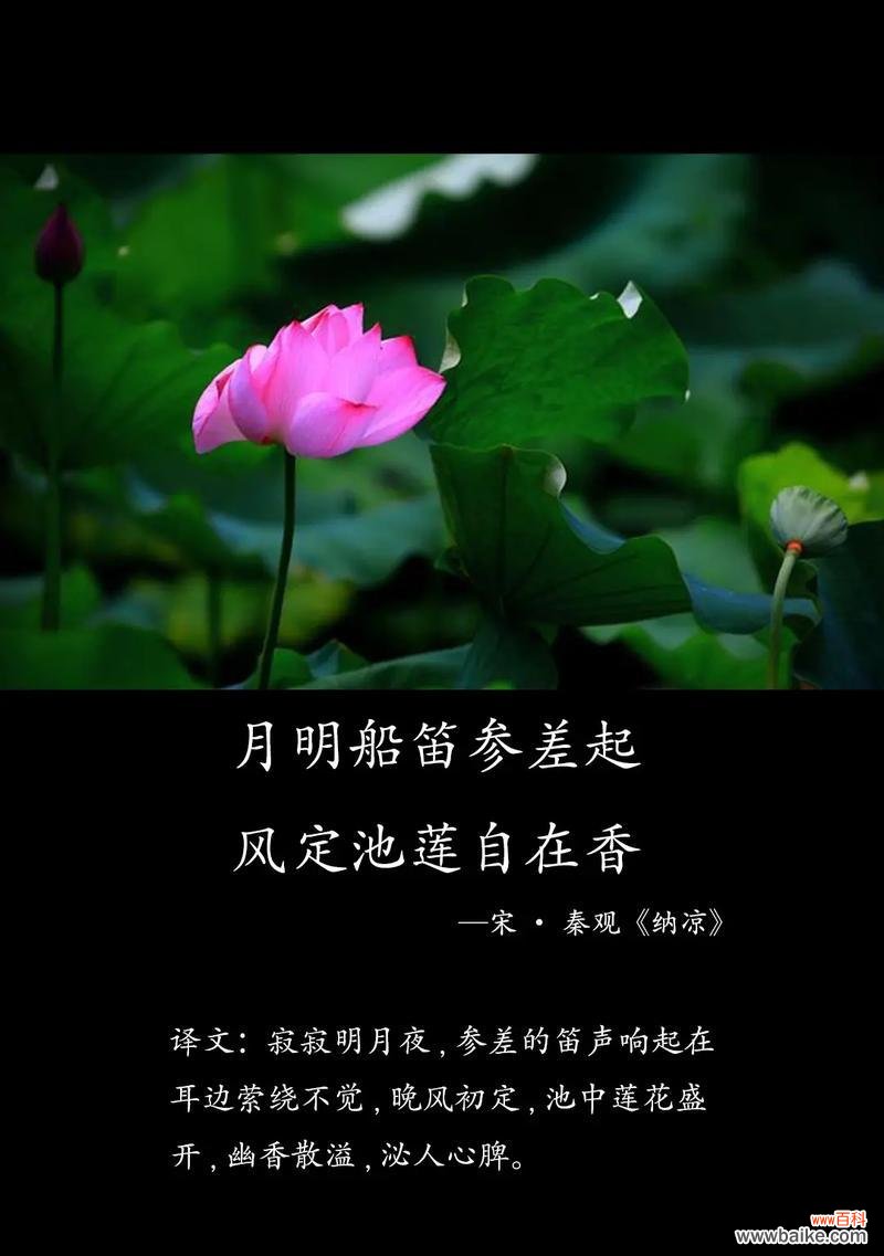 荷花除了花语还有哪些功效?