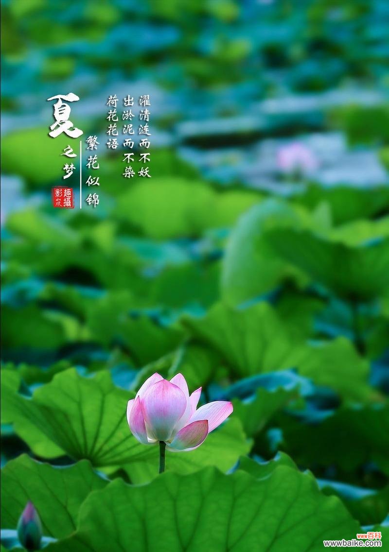 荷花除了花语还有哪些功效?