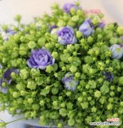 丹麦风铃的花语有何含义？它在文化中如何被理解？