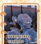 蓝玫瑰的花语揭示了什么秘密？