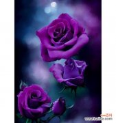 17枝玫瑰花代表什么？它的花语有何特别之处？