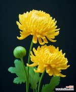 如何用花语表达对故去妈妈的思念？