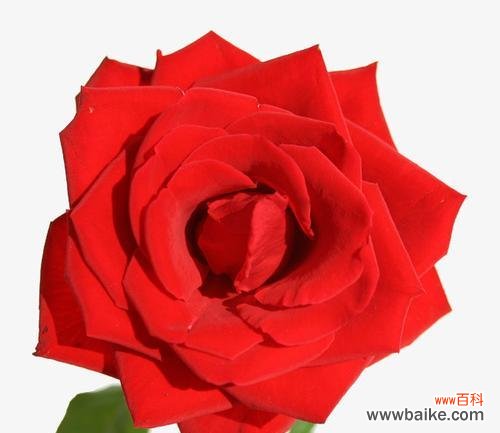 表达爱情、浪漫与祝福的花语之花——红色玫瑰 红色玫瑰花的19种寓意