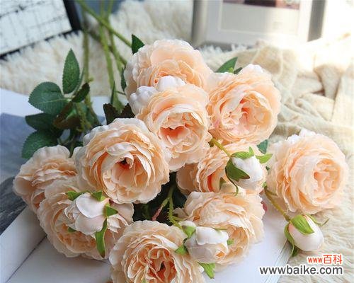 揭示玫瑰花传达的情感与祝福 香槟色玫瑰花花语的深意