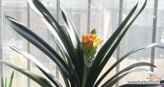 一朵君子兰 君子兰开花的寓意——美丽绽放、永恒传承