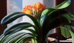 探寻君子兰开花的神秘之谜 君子兰的突然开花象征着奇迹的降临