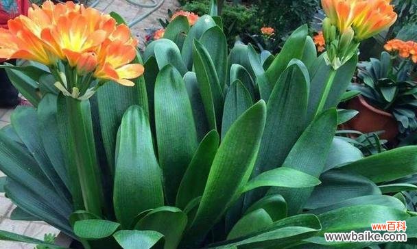 品行高尚、坚韧不拔的君子兰 君子兰,永恒的精神象征