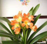 品味人生 君子兰