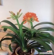 探索君子兰花语的深层含义与文化象征 君子兰的寓意和花语是什么