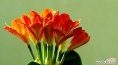 探寻君子兰的象征之美 君子兰的寓意与花语