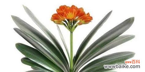 揭示君子兰的象征意义和文化价值 以君子兰寓意代表什么