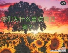 绿头葵的花语与寓意是什么？它有什么特别的含义？