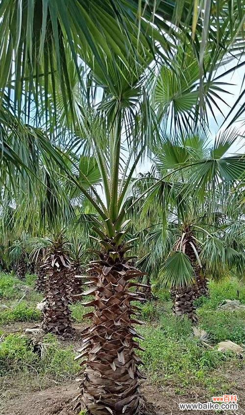 绿头葵的花语与寓意是什么？它有什么特别的含义？