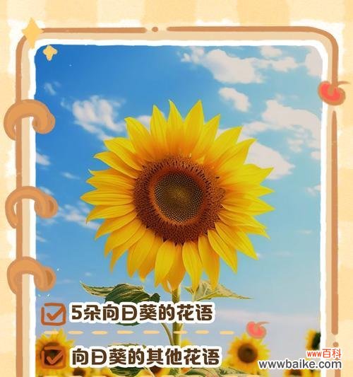 绿头葵的花语与寓意是什么？它有什么特别的含义？