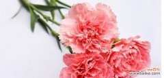康乃馨花语代表什么？送给自己的康乃馨有何寓意？
