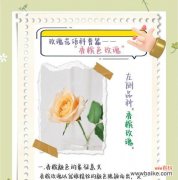 相爱不成送玫瑰花有何寓意？