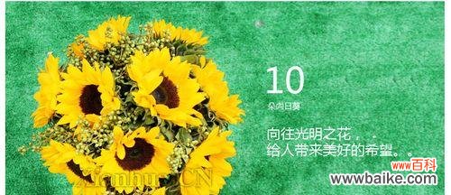 阳光猎手花语有何含义？它象征着什么？