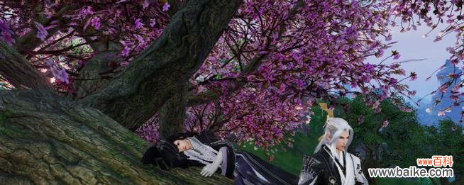 小星辰的花语代表了什么?