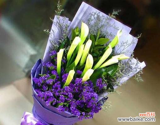 小星辰的花语代表了什么?