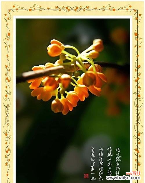 桂花的花语有哪些?桂花的花语通常表达什么情感?