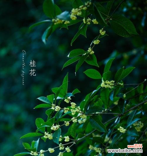 桂花的花语有哪些?桂花的花语通常表达什么情感?