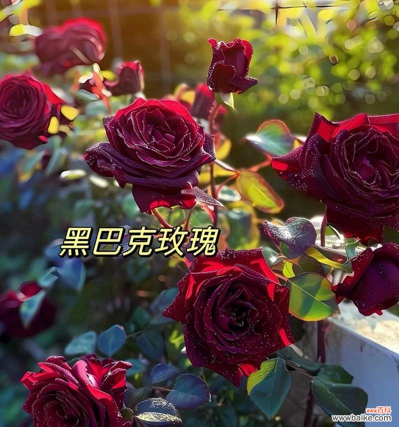 野生玫瑰花的花语是什么？野外玫瑰花的寓意是什么？