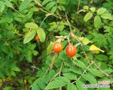 野生玫瑰花的花语是什么？野外玫瑰花的寓意是什么？