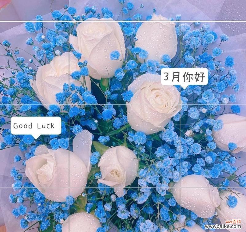 白蓝玫瑰花十一朵代表什么?十一朵白蓝玫瑰花在花语中有何寓意?