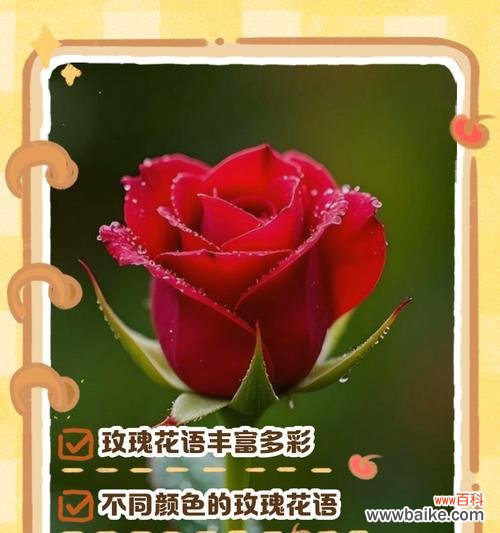 白蓝玫瑰花十一朵代表什么?十一朵白蓝玫瑰花在花语中有何寓意?