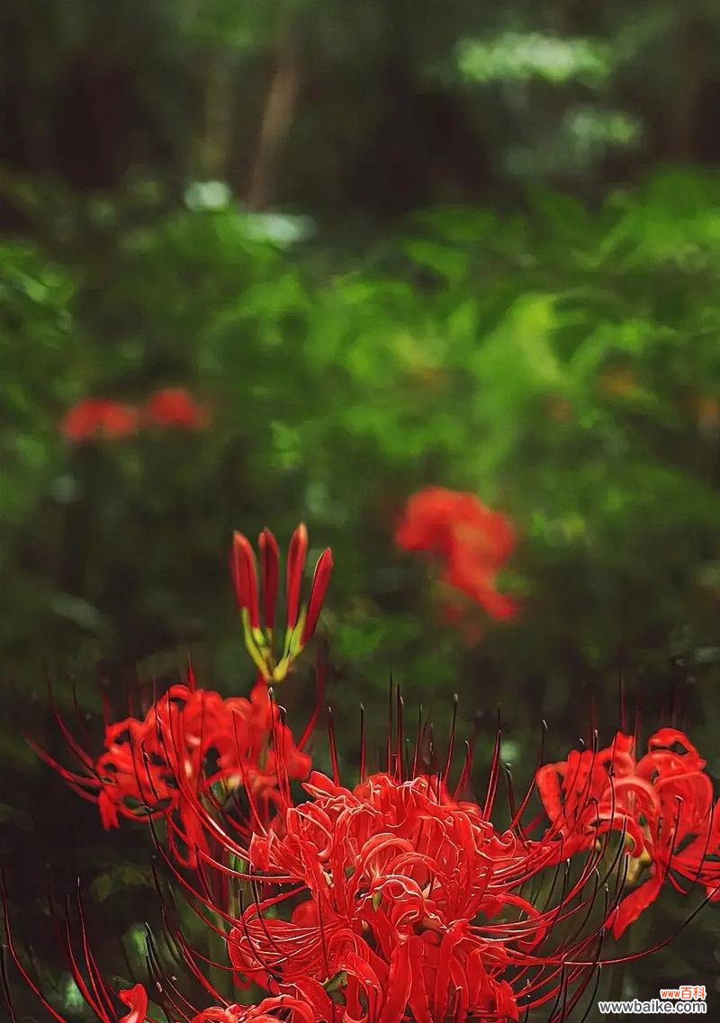 彼岸花象征着什么？彼岸花的花语有何深意？