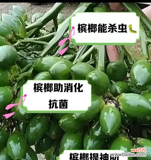 碎槟榔的花语有何特殊含义？如何解读？