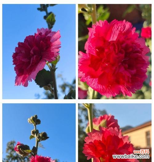 拥有不屈品格的花语是什么？哪种花象征坚韧不拔？