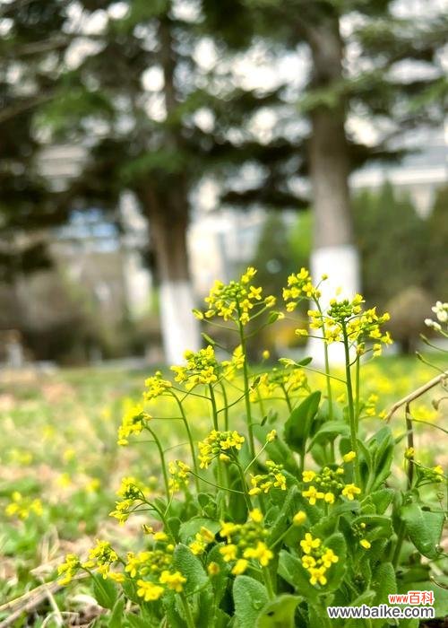 拥有不屈品格的花语是什么？哪种花象征坚韧不拔？