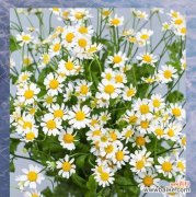 拥有不屈品格的花语是什么？哪种花象征坚韧不拔？