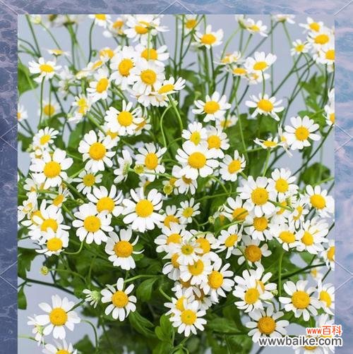 拥有不屈品格的花语是什么？哪种花象征坚韧不拔？