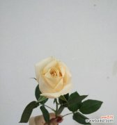 解读21朵香槟玫瑰所代表的花语以及如何表达真挚的爱意 21朵香槟玫瑰花语的意义及传达爱意的