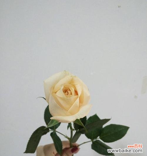 解读21朵香槟玫瑰所代表的花语以及如何表达真挚的爱意 21朵香槟玫瑰花语的意义及传达爱意的技巧