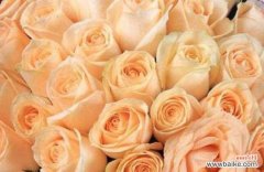 用21朵玫瑰诉说爱的语言，展现真挚的感情 21朵玫瑰的花语与寓意