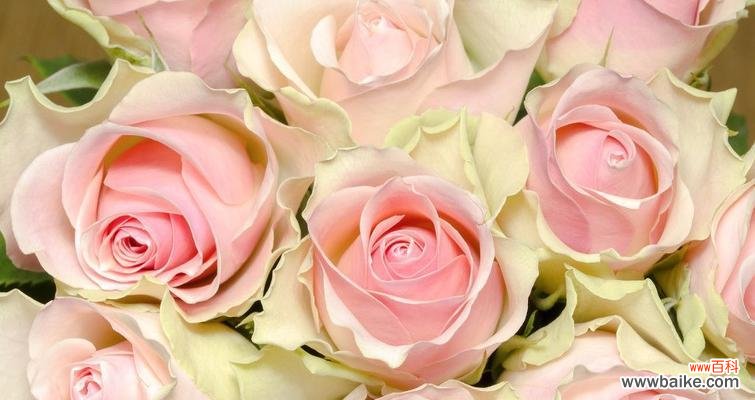 23朵玫瑰花语，传递真挚感情与美好祝愿 玫瑰花语