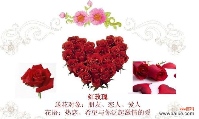 探索25朵玫瑰花的深层内涵 玫瑰花语的意义与传承