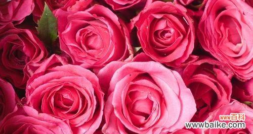 探寻玫瑰花背后的浪漫密码 玫瑰花语的含义