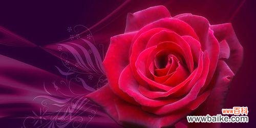 探寻玫瑰花背后的浪漫密码 玫瑰花语的含义