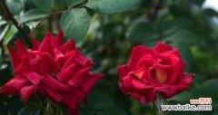 探寻玫瑰花背后的浪漫密码 玫瑰花语的含义
