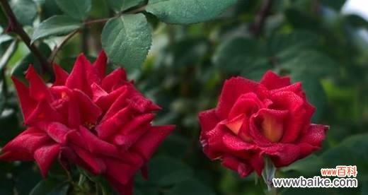 探寻玫瑰花背后的浪漫密码 玫瑰花语的含义