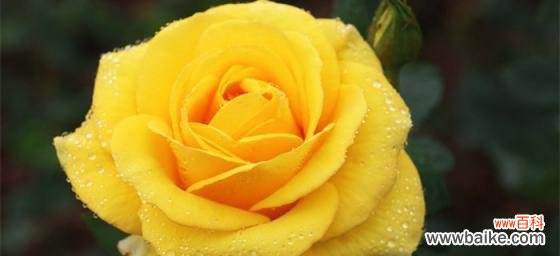 散发着甜蜜与浪漫的花语，揭示了两人之间深深的爱意 29朵玫瑰花的花语-爱的坚贞与承诺