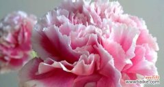 红色康乃馨的内涵与历史背景 康乃馨的含义