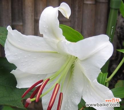 花语传递情感的力量与哲学之旅 探寻卡萨布兰卡花语的魅力